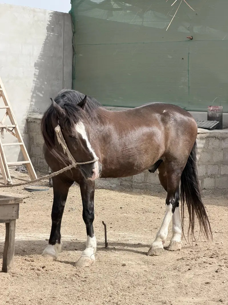 Horse