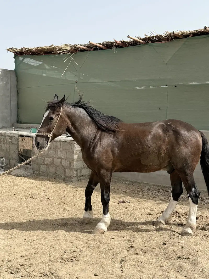 Horse — photo 2