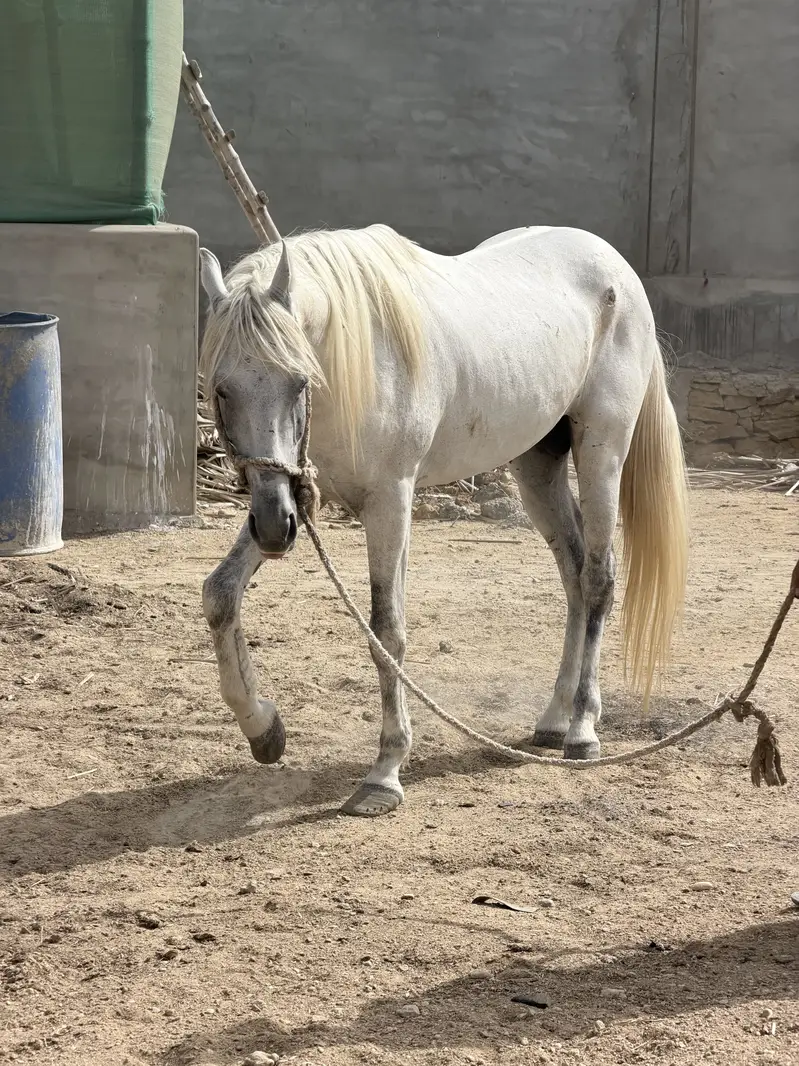 Horse — photo 3