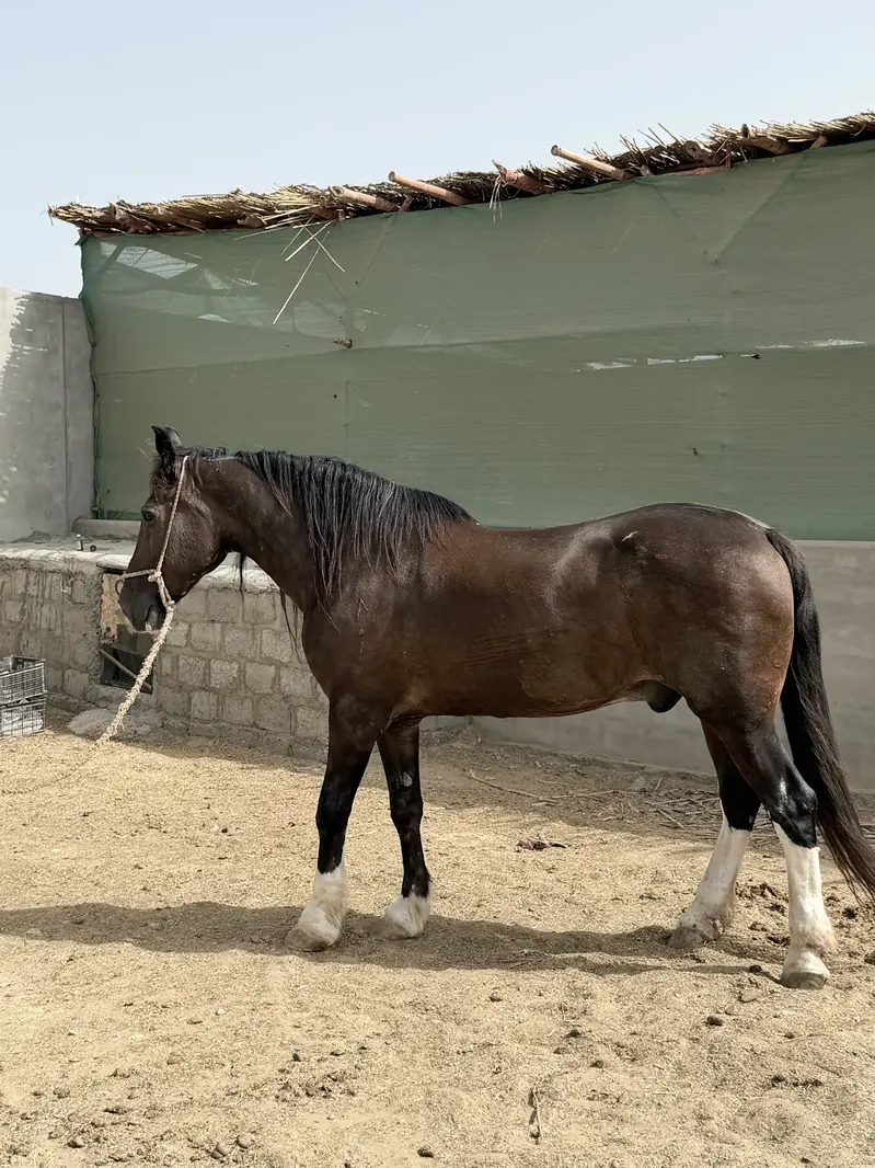 Horse — photo 4