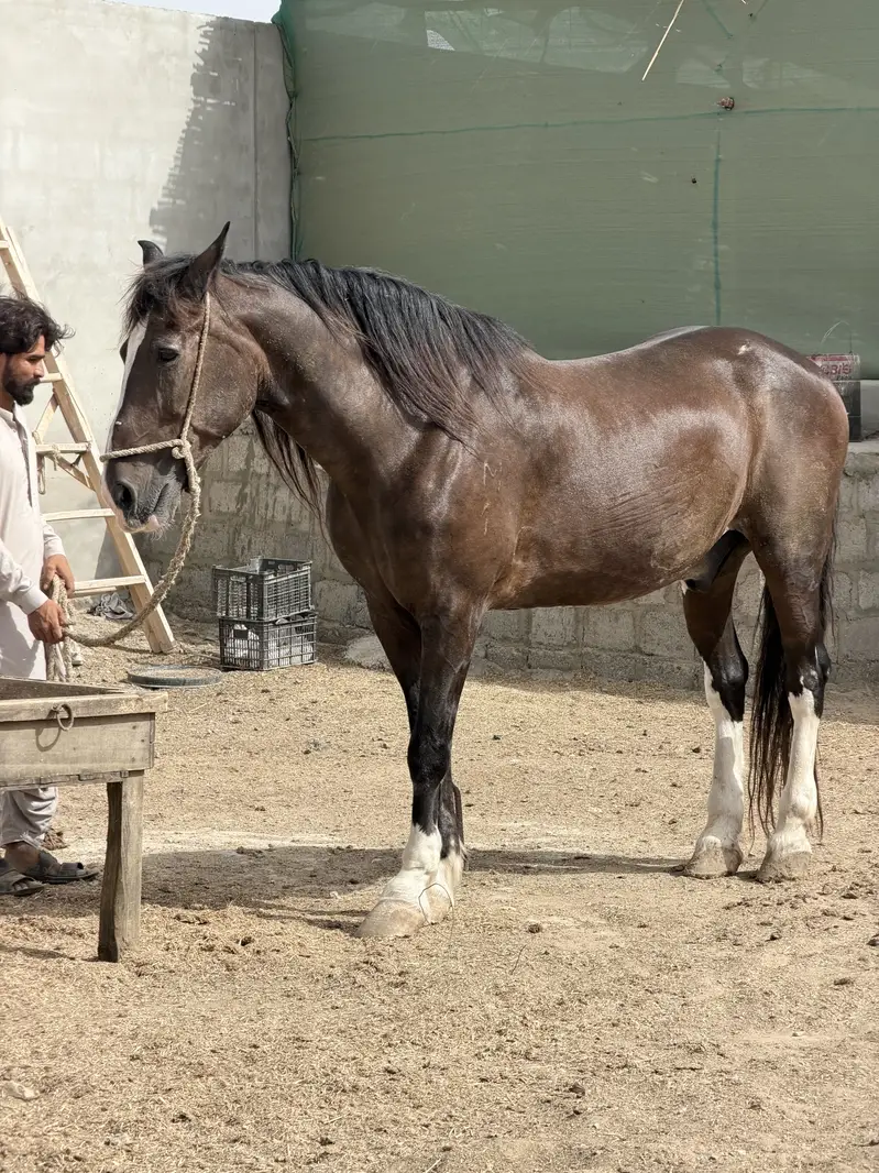 Horse — photo 5