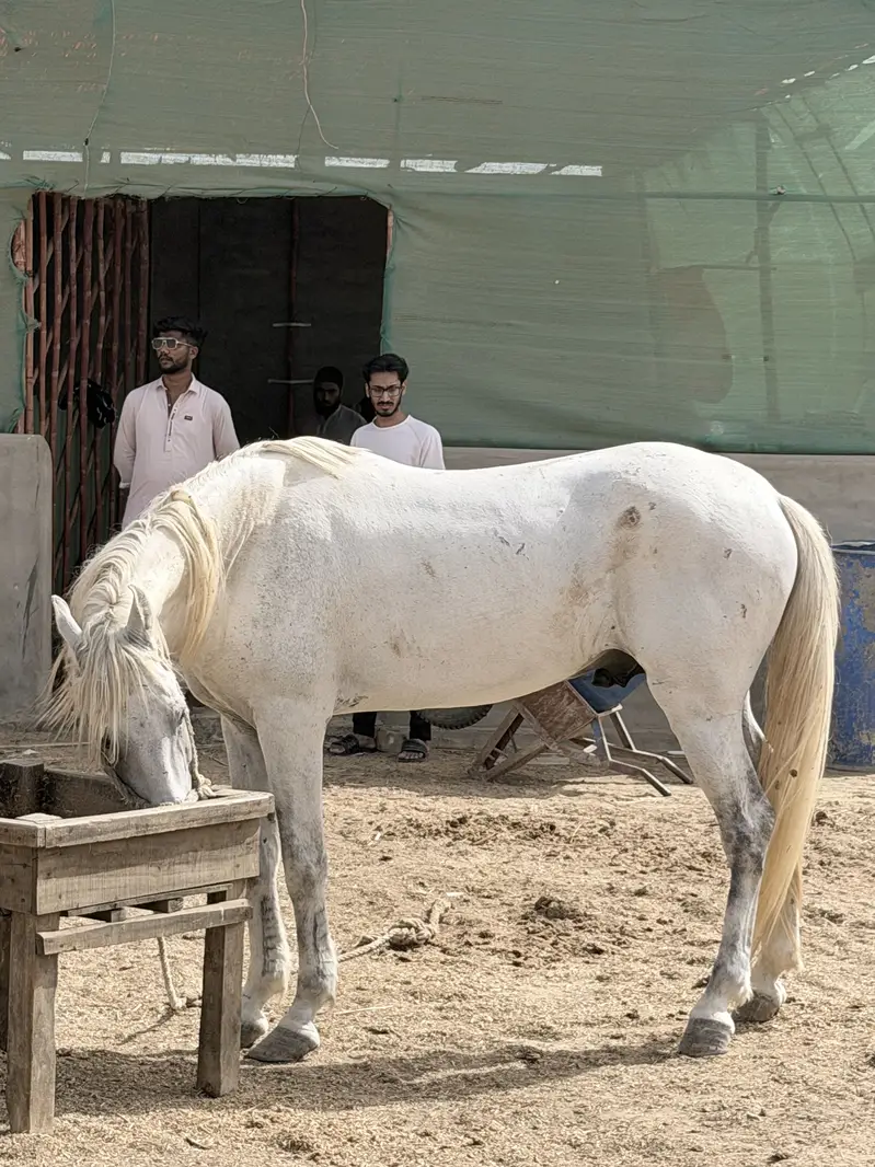 Horse — photo 6