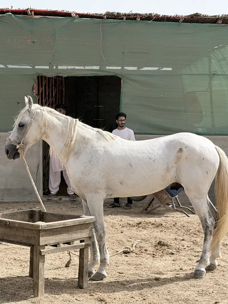 Horse — photo 7