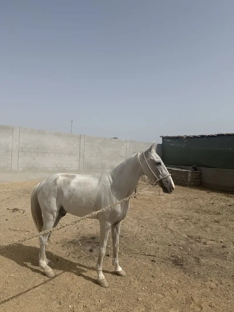 Horse — photo 8