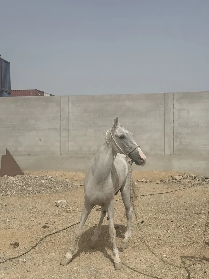 Horse — photo 9
