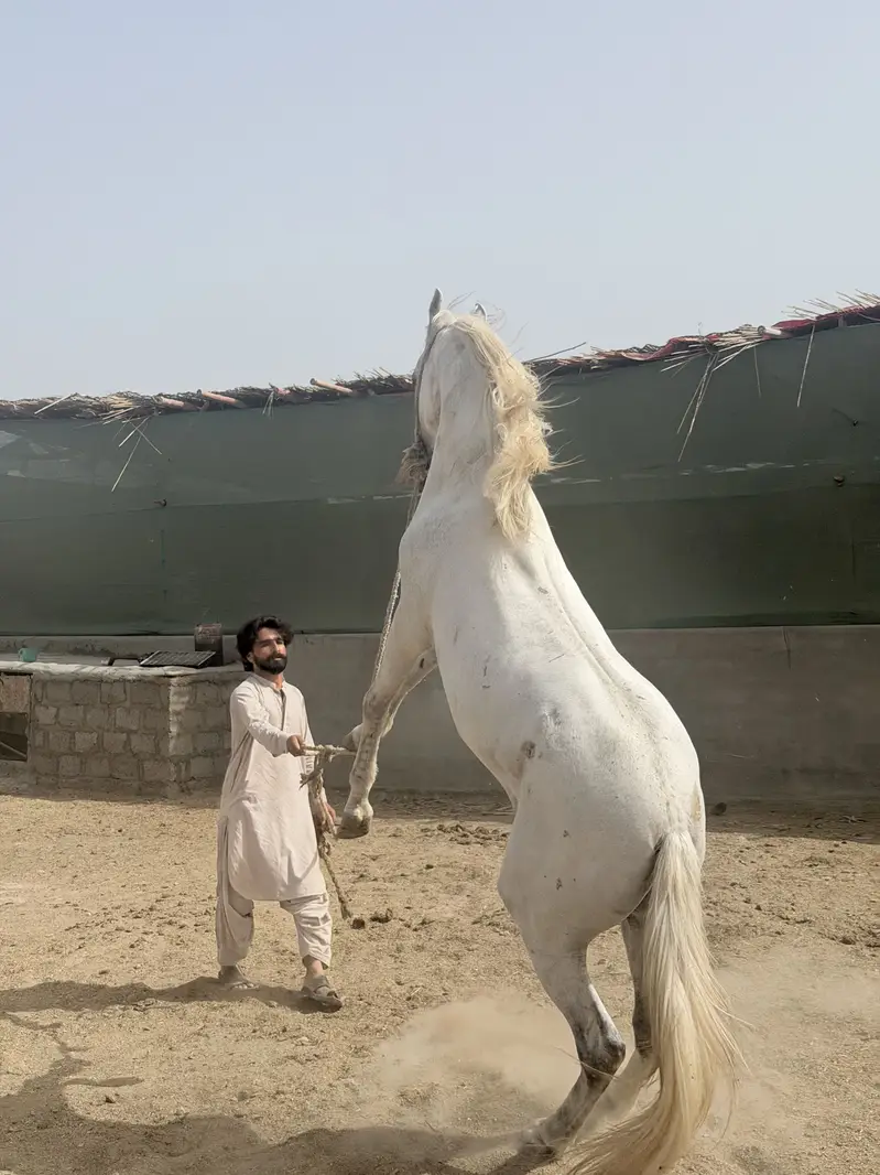 Horse — photo 10