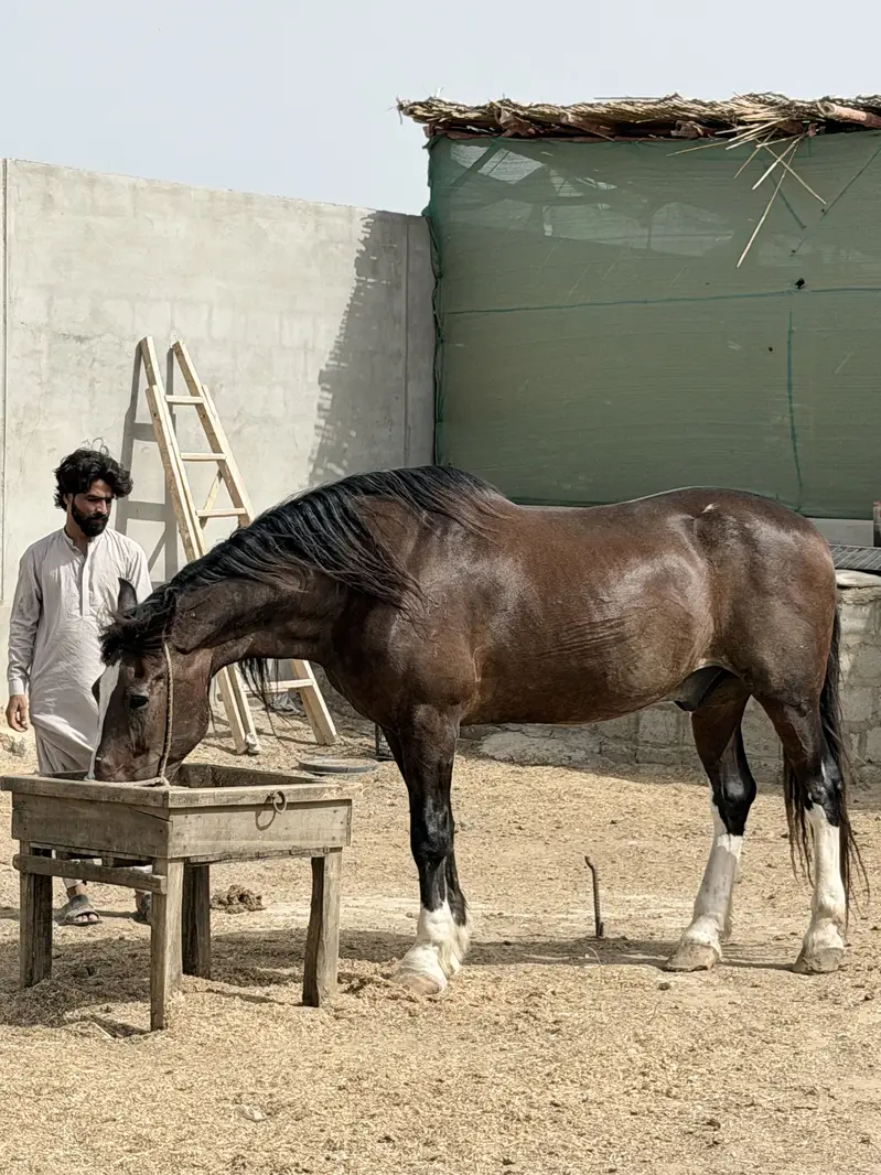 Horse — photo 11