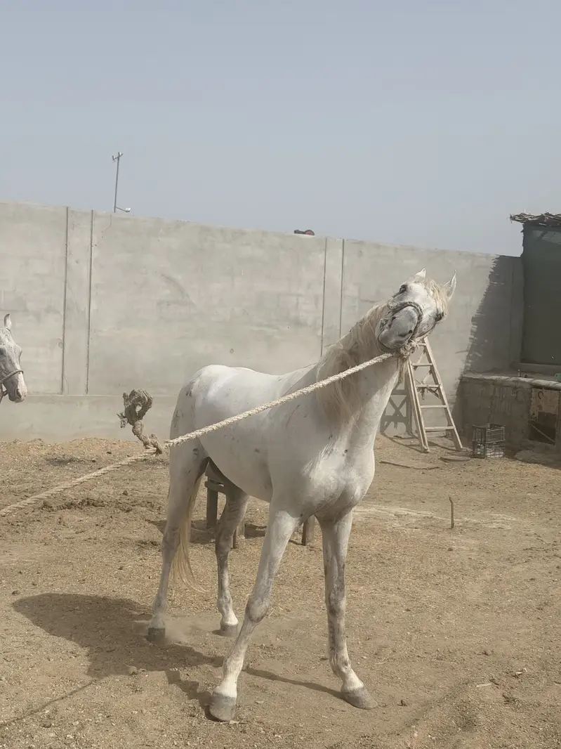 Horse — photo 12