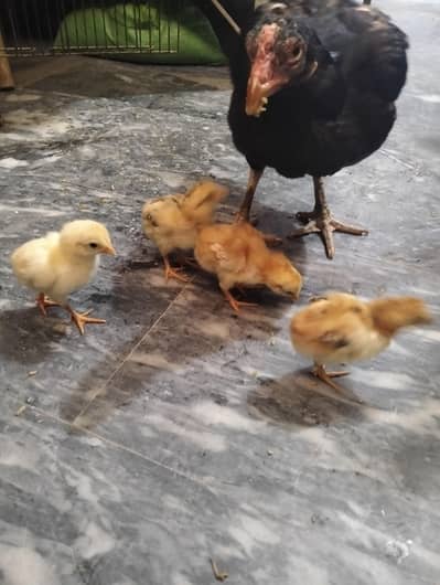 Aseel chicks Mushki breed