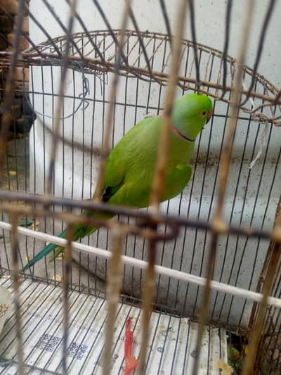 parrots