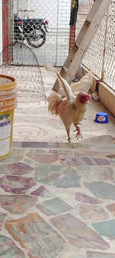 active aseel Heera