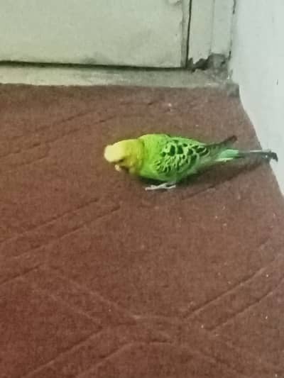 Cristed budgri parrots