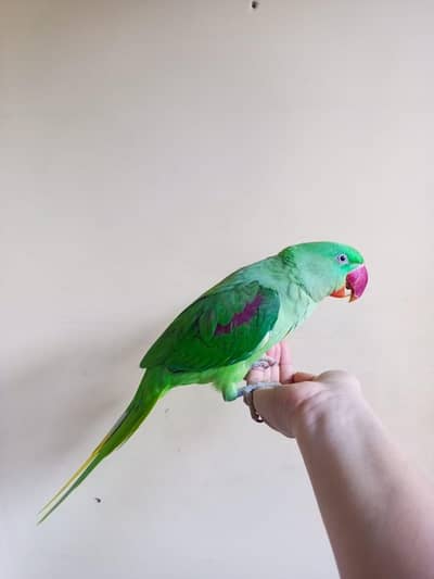 Alexander raw parrot full size