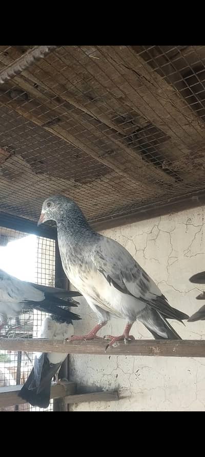 prvazi bachy for sale 03004692391