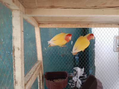 love birds full breeder pair hai guarantee hundred percent
