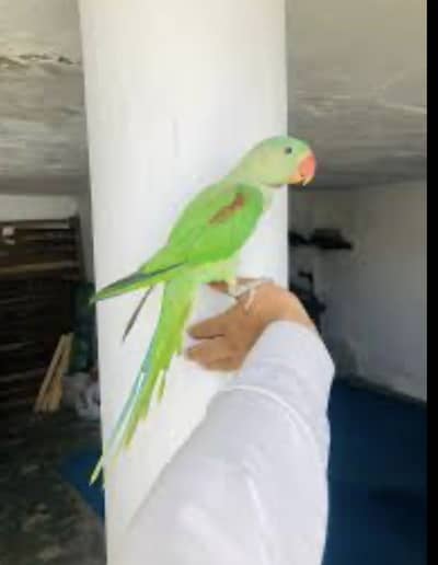 Kashmari raw parrot Chiks . 03226017206