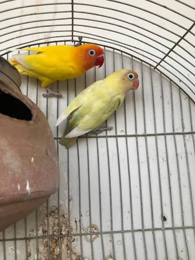 love birds breeder pair and dove breeder pair forsale