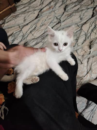 Persian Cat White Colour