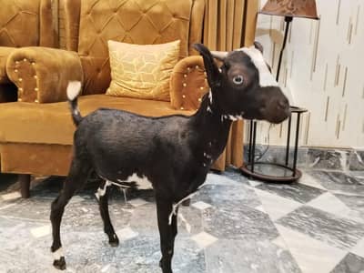 Teda Male Goat Healthy & active