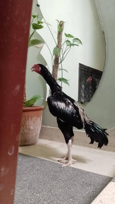 pattha kala jawa