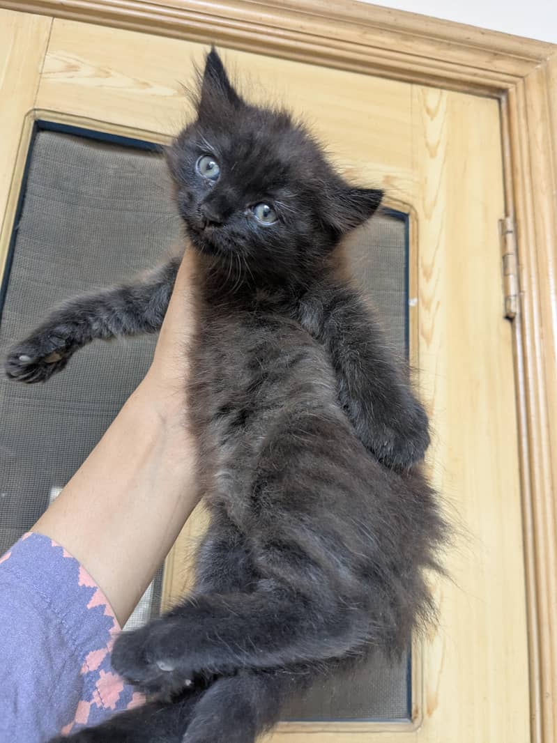 kitten / cat 0