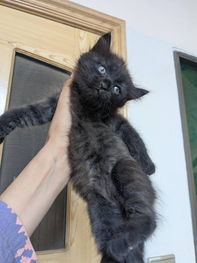 kitten / cat 1