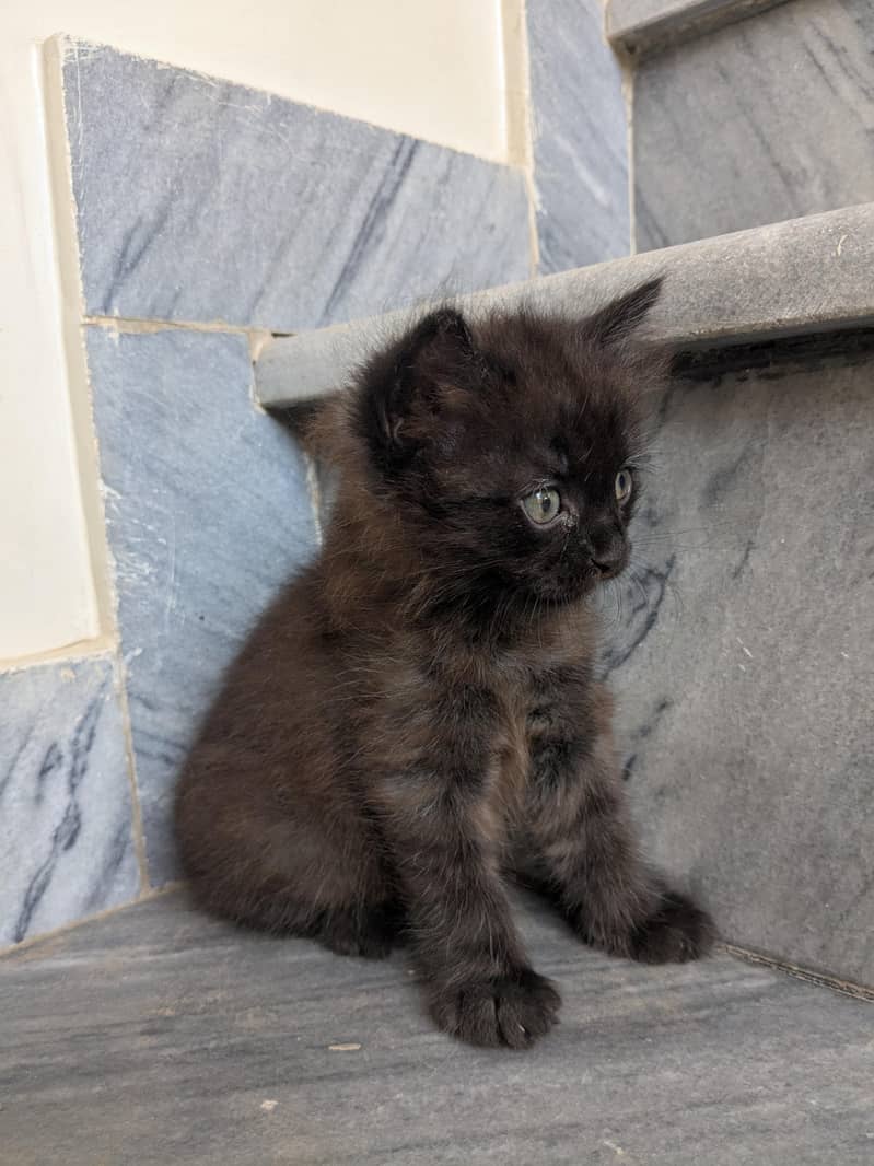 kitten / cat 2