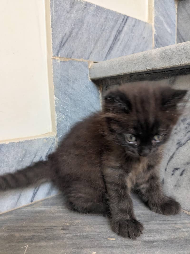 kitten / cat 3