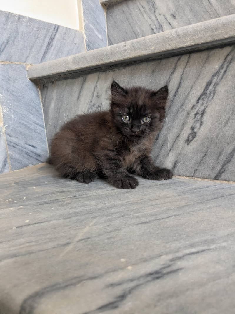 kitten / cat 4