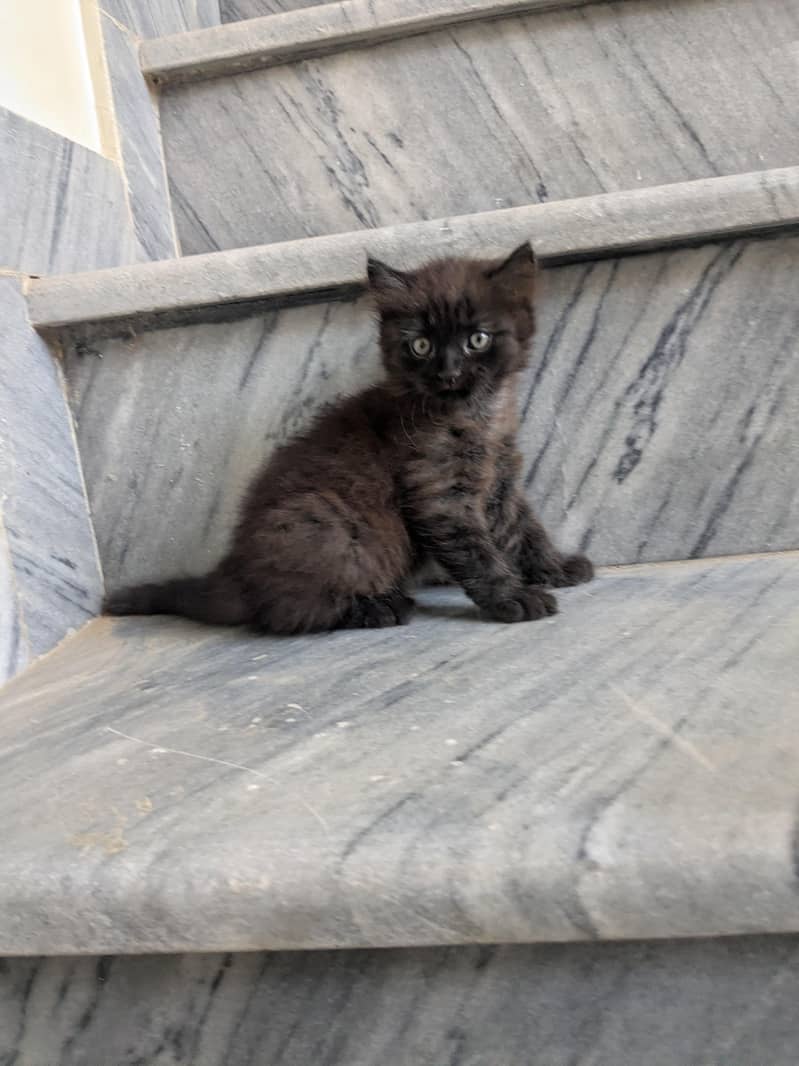 kitten / cat 5