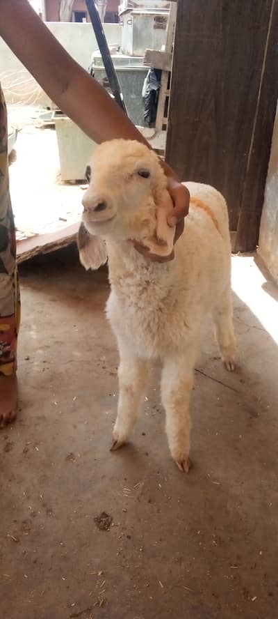 Dumba 3 month full active time pas na kerna final 22k