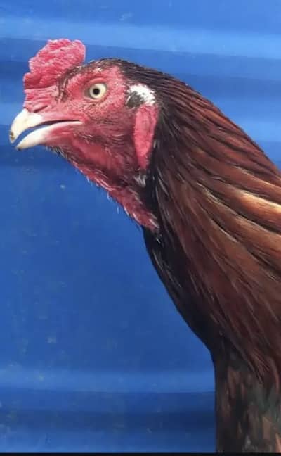 High quality Aseel chicks urgent sale