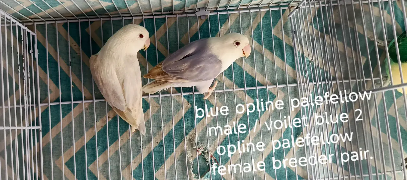 Lovebirds All setup for sale with cages and breeding boxes — photo 5