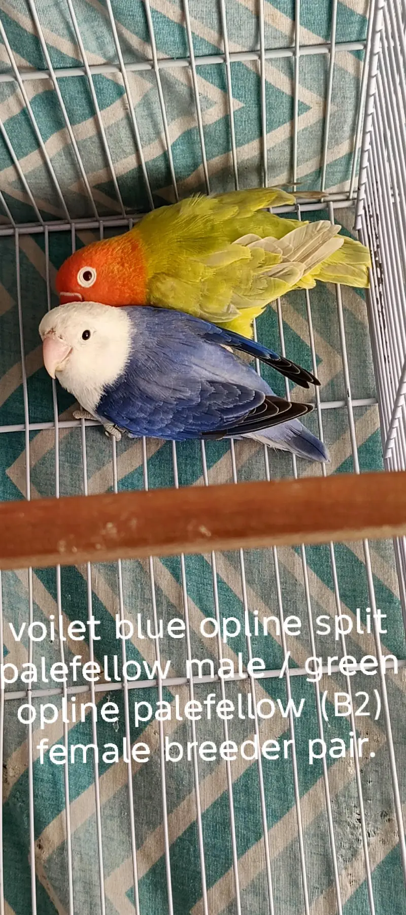 Lovebirds All setup for sale with cages and breeding boxes — photo 6