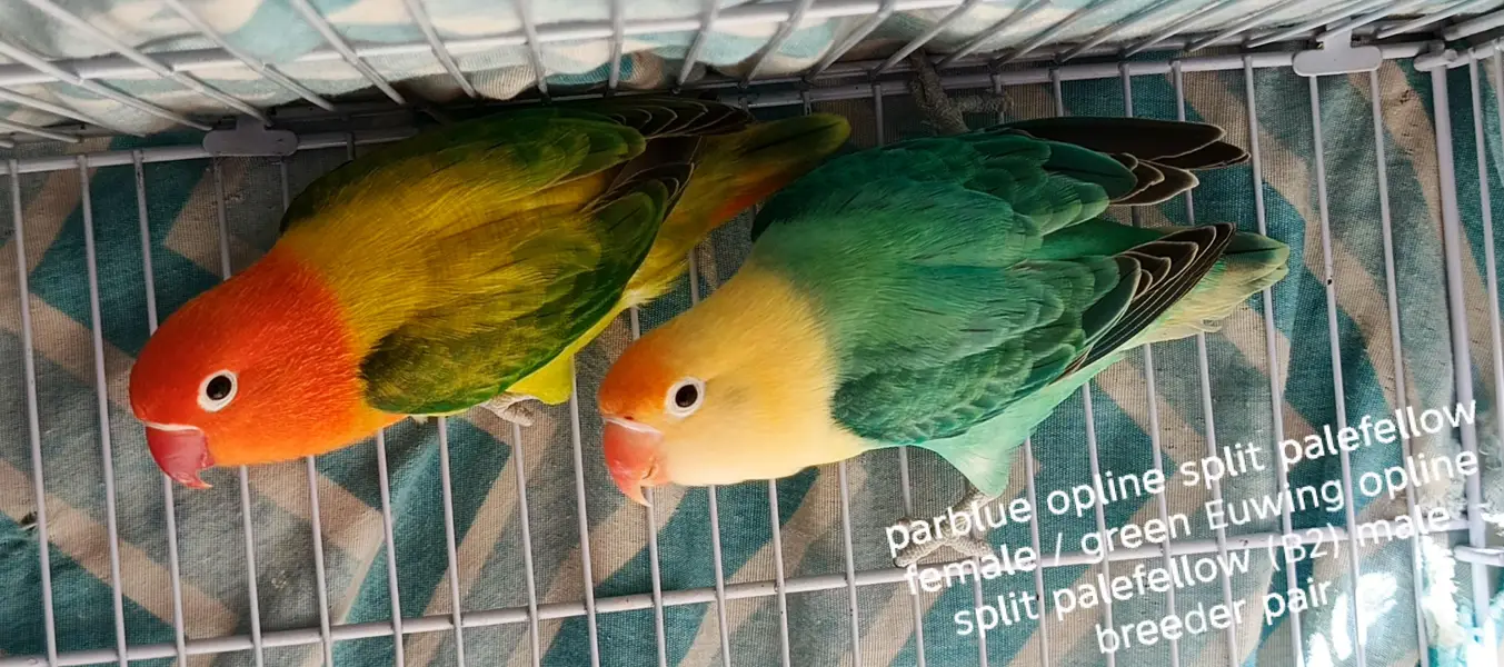 Lovebirds All setup for sale with cages and breeding boxes — photo 7