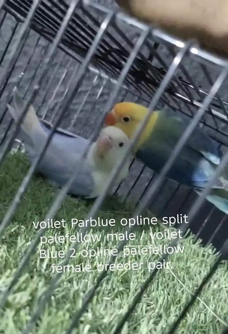 Lovebirds All setup for sale with cages and breeding boxes — photo 8