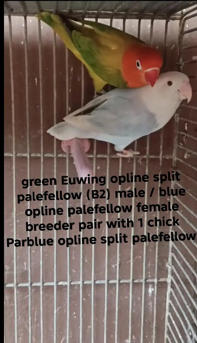 Lovebirds All setup for sale with cages and breeding boxes — photo 9