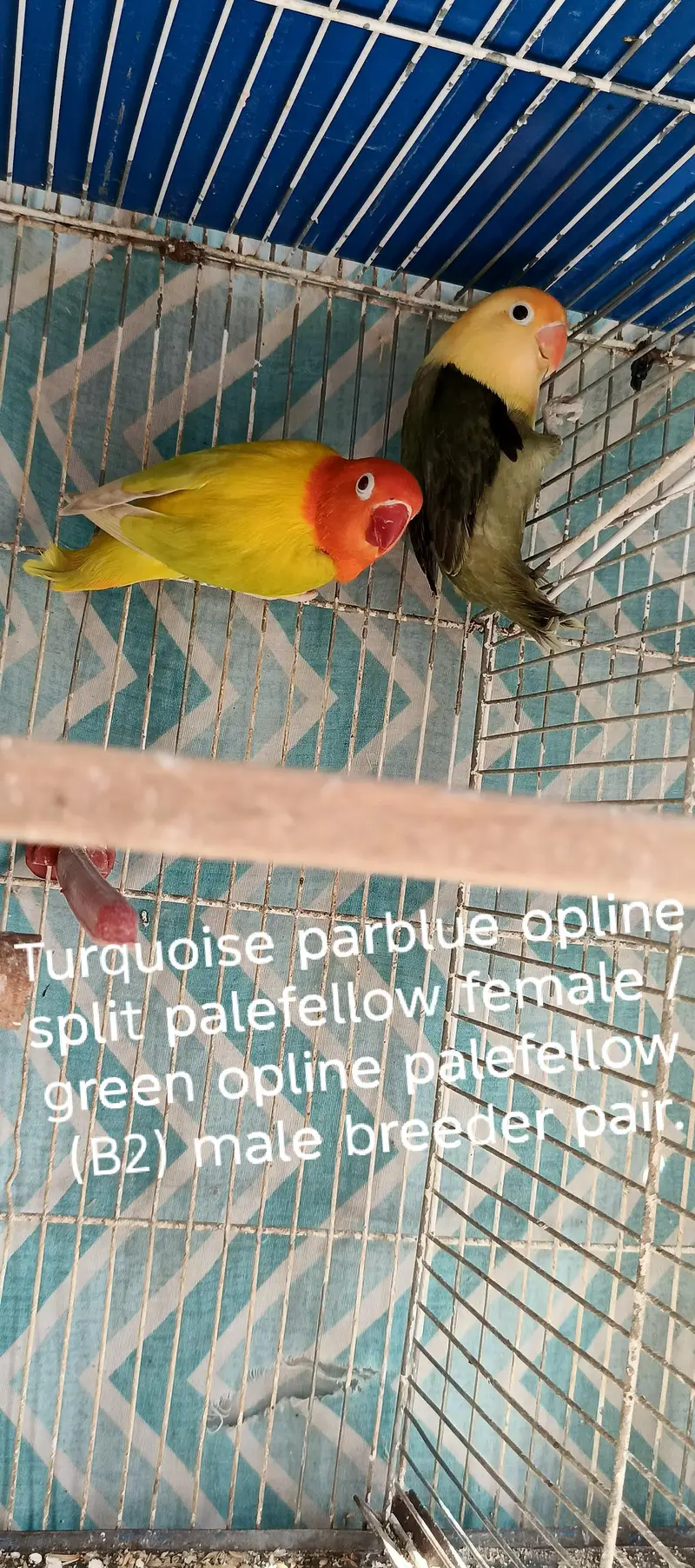 Lovebirds All setup for sale with cages and breeding boxes — photo 10