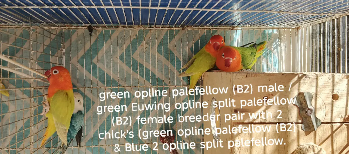 Lovebirds All setup for sale with cages and breeding boxes — photo 11