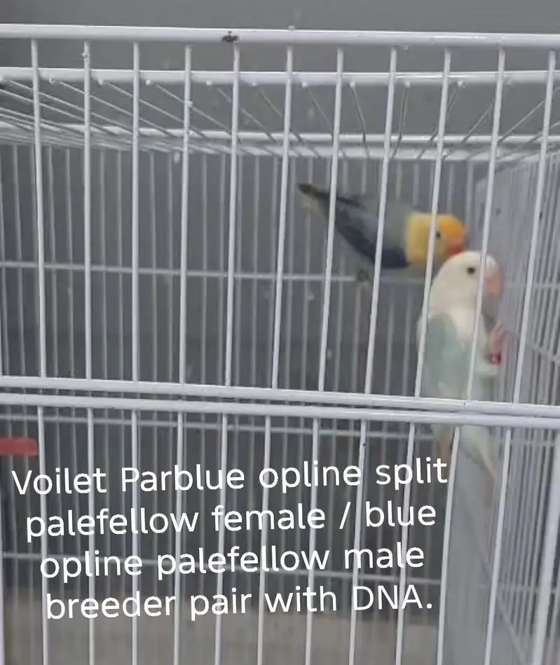 Lovebirds All setup for sale with cages and breeding boxes — photo 12