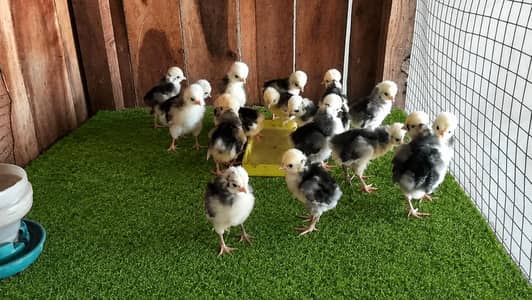 Black Polish Chicks