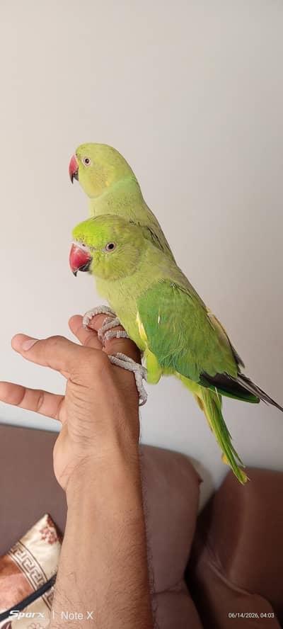 Hand tam Ringneck