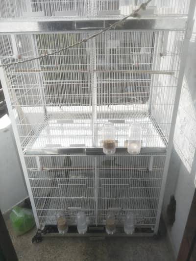 Hand tam Ringneck