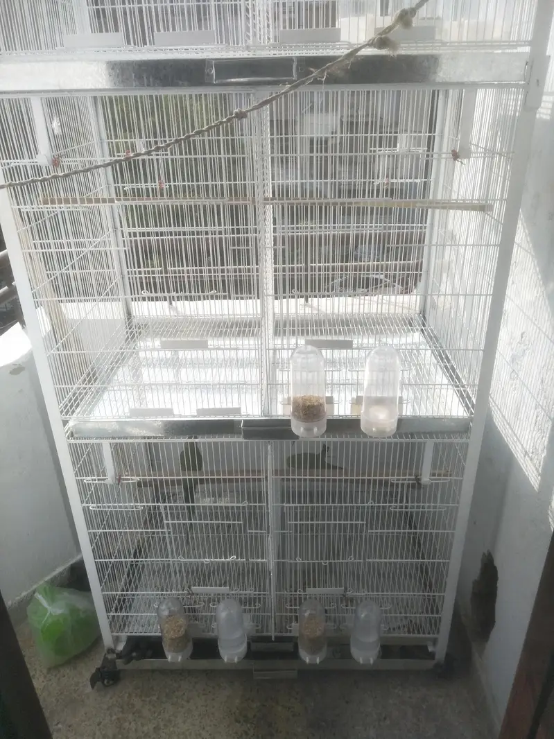 Hand tam Ringneck