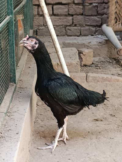 Black Mushka Aseel