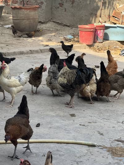 Hens egg laying  and pure desi eggs for sale