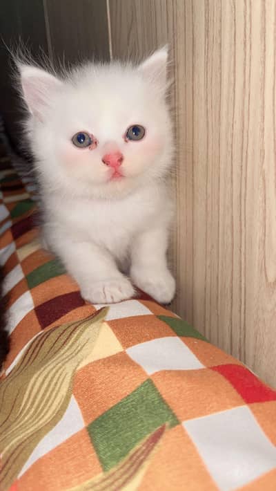 3 Persian & himalayan kittens