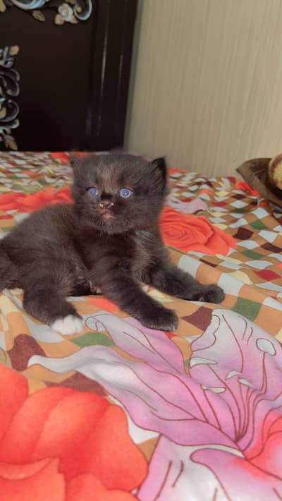 3 Persian & himalayan kittens