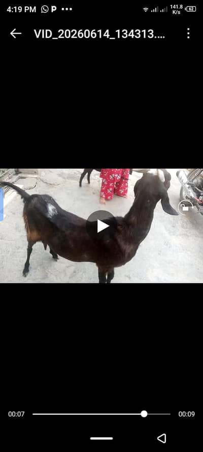 behtal Nasal ki khobsorat bakri For sale.