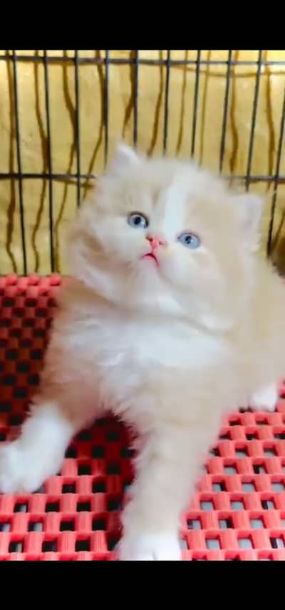Quality Persian Punch face cat & kitten is03194866952Whatsapp